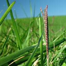 Grass in a field