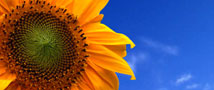 Sunflower on a blue sky
